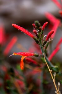 California fuchsia (Epilobium canum)