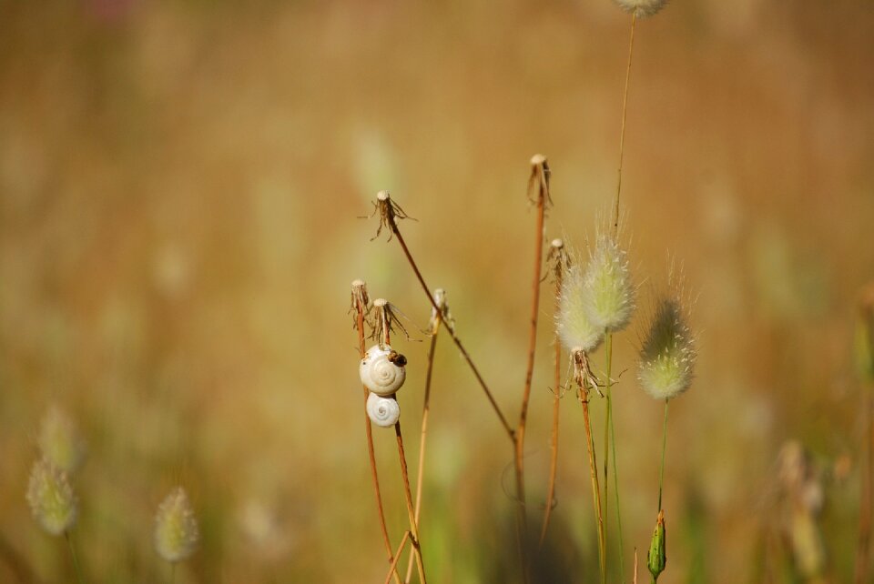 Photography plant dry