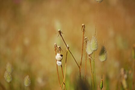 Photography plant dry