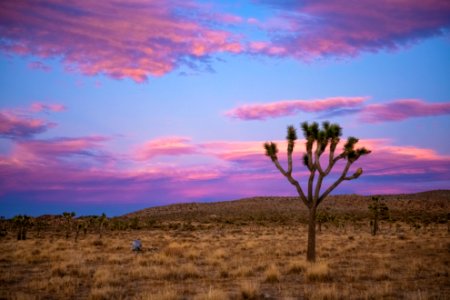 Joshua tree at sunset in Queen Valley photo