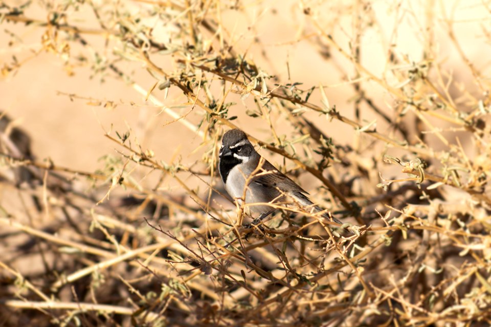 Black-throated sparrow (Amphispiza bilineata)