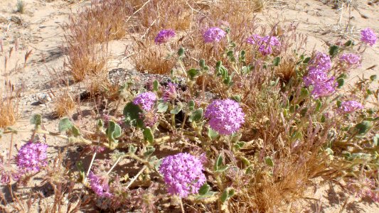 Desert sand verbena (Abronia villosa) photo