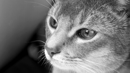 Tranquil gaze profound