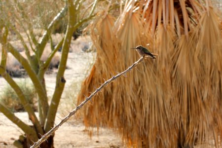 Hummingbird at Oasis of Mara photo