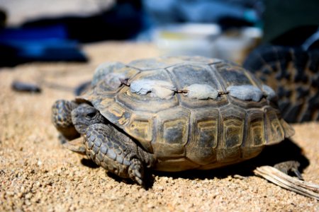 Radio belt on a desert tortoise photo