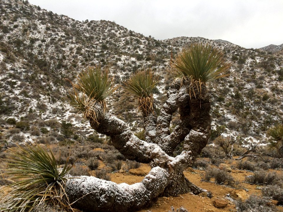 Snow at Black Rock Campground, December 30, 2014