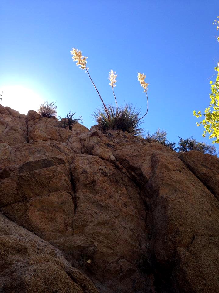 Nolina parryi, Cottonwood spring