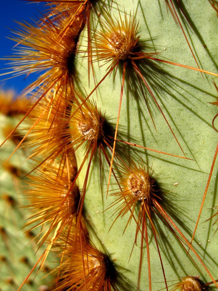 Opuntia chlorotica at South Astrodome