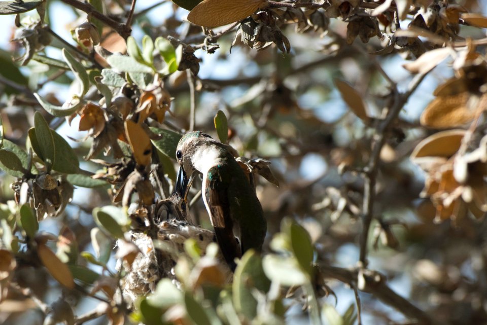 Hummingbirds Parent Feeding Chicks