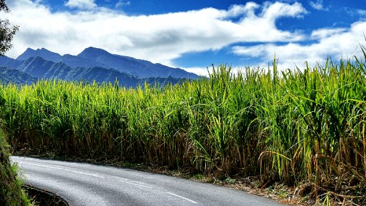 Canne à sucre de l'île de la Réunion photo