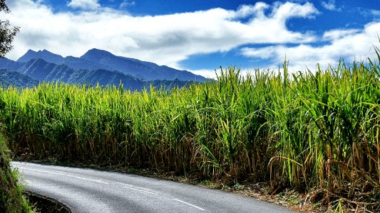 Canne à sucre de l'île de la Réunion