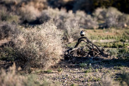 Gambel's quail (Callipepla gambelii) at Oasis of Mara
