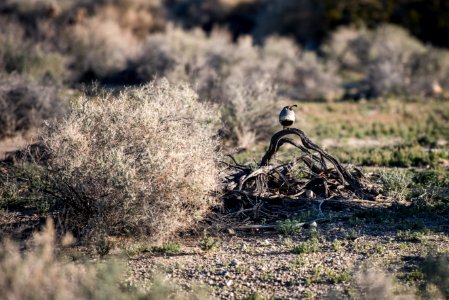 Gambel's quail (Callipepla gambelii) at Oasis of Mara photo