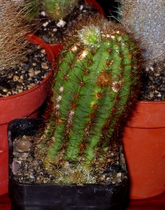 Pilosocereus aurisetus [Author PTKS Public Domain]