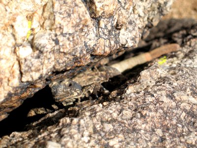 Chuckwalla (Sauromalus ater) along the Fortynine Palms Trail photo