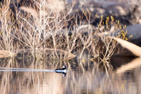 Bufflehead (Bucephala albeola) at Barker Dam; 3/8/17