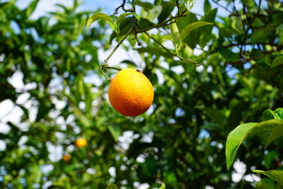 Mediterranean spring aroma