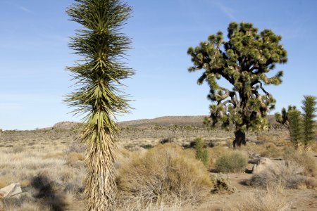 Joshua trees (Yucca brevifolia) along Park Boulevard photo