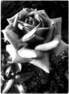 Les roses du souvenir sont toujours tristes,malgré la lumière... photo
