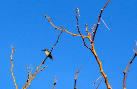 Hummingbird at Oasis of Mara