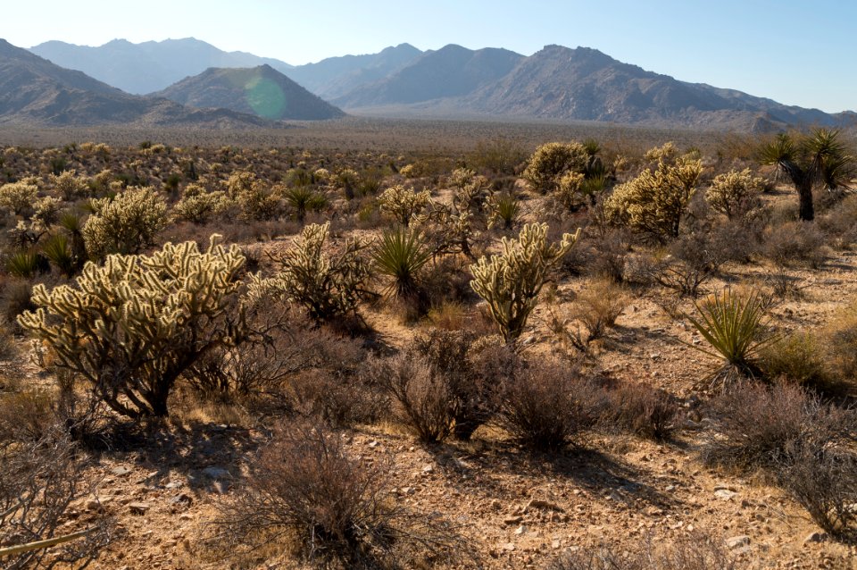 Mojave National Preserve