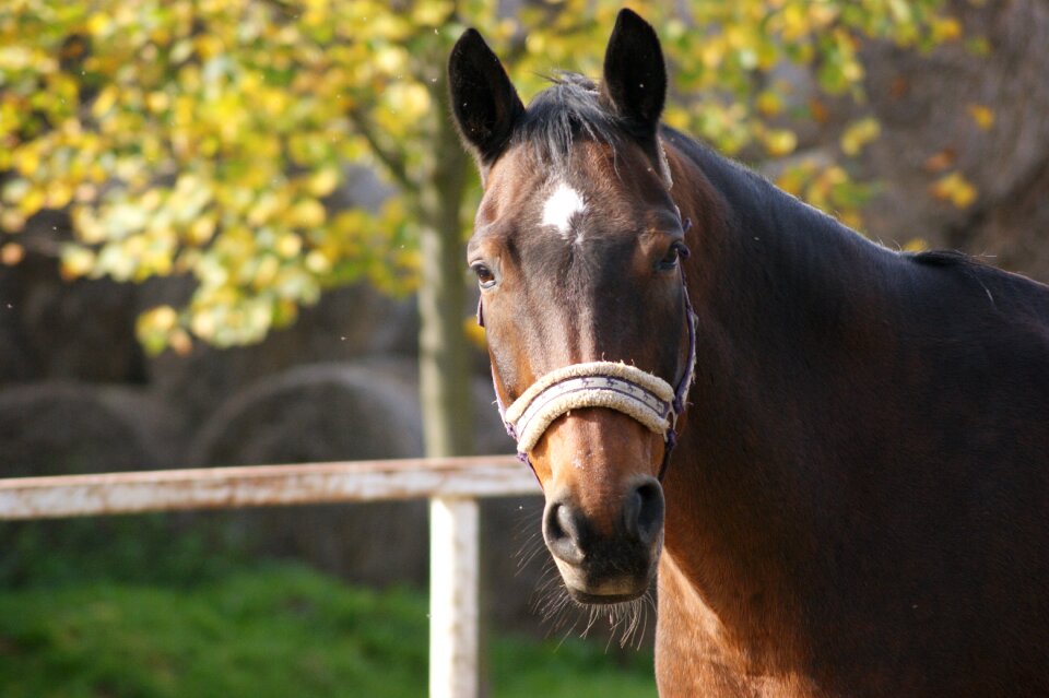 Brown animal stallion