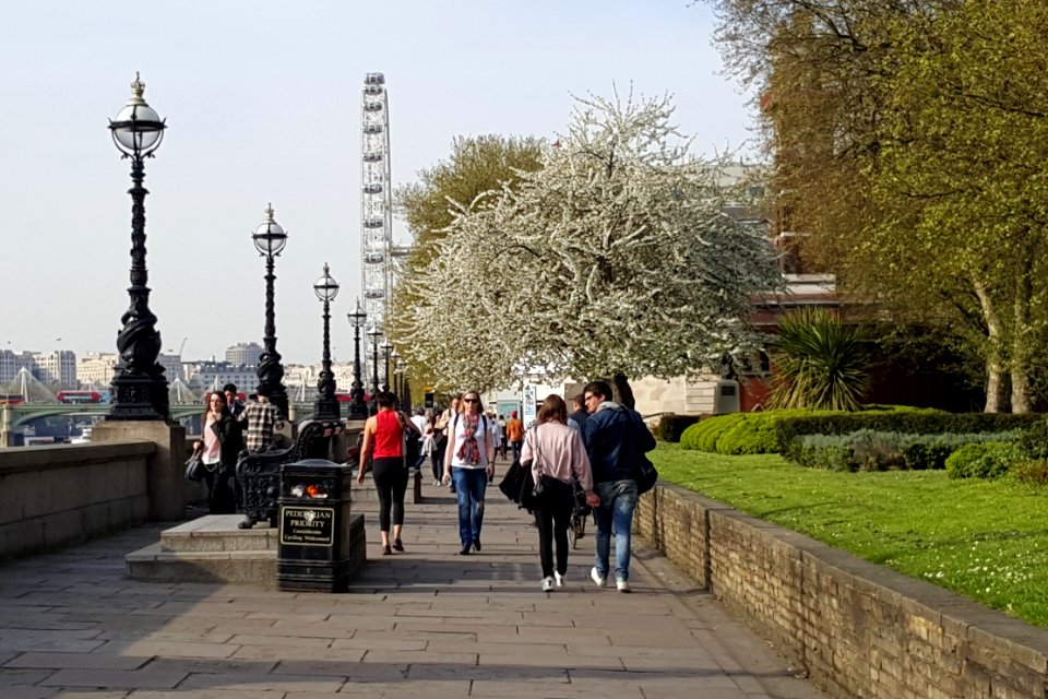 Albert Embankment - cherry doing its thing