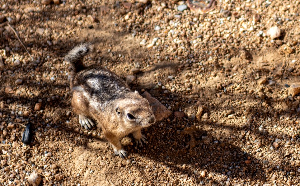White-tailed antelope ground squirrel (Ammospermophilus leucurus)