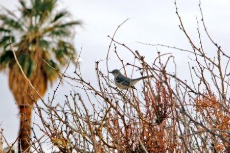 Northern Mockingbird (Mimus polyglottos) at Oasis of Mara photo