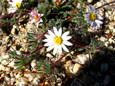 Mojave desertstar (Monoptilon bellioides); Bajada