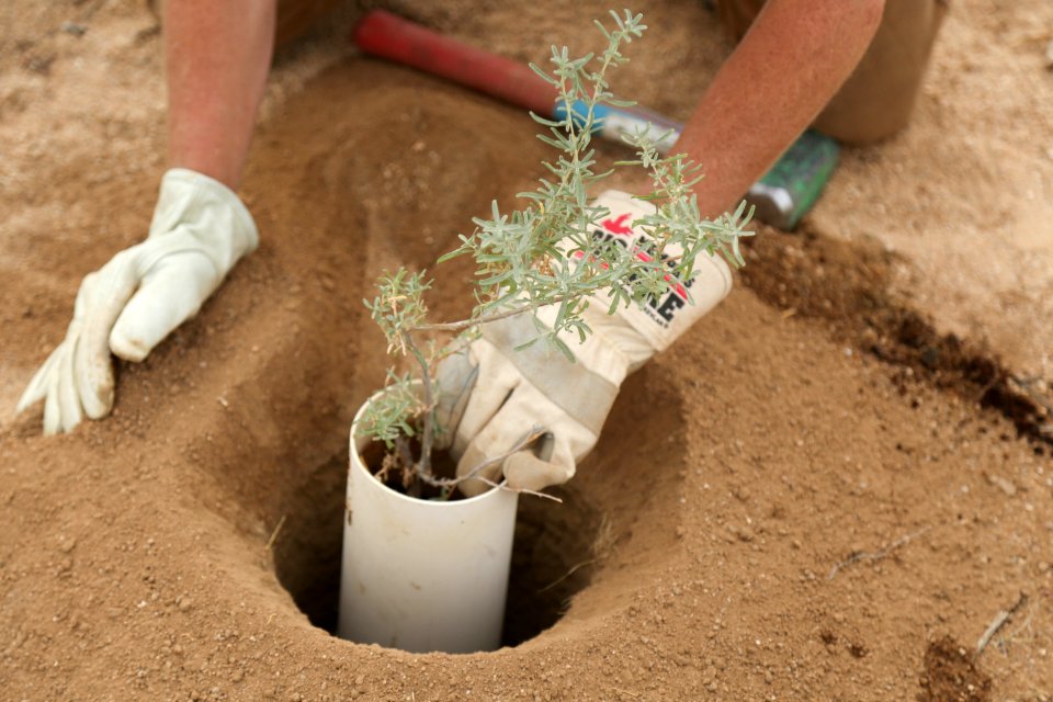 A young plant is placed in the ground near Hemingway Buttress