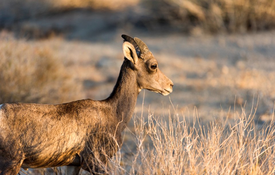 Young bighorn sheep near Bajada Nature Trail