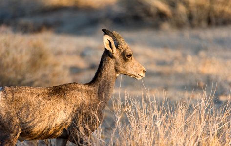 Young bighorn sheep near Bajada Nature Trail