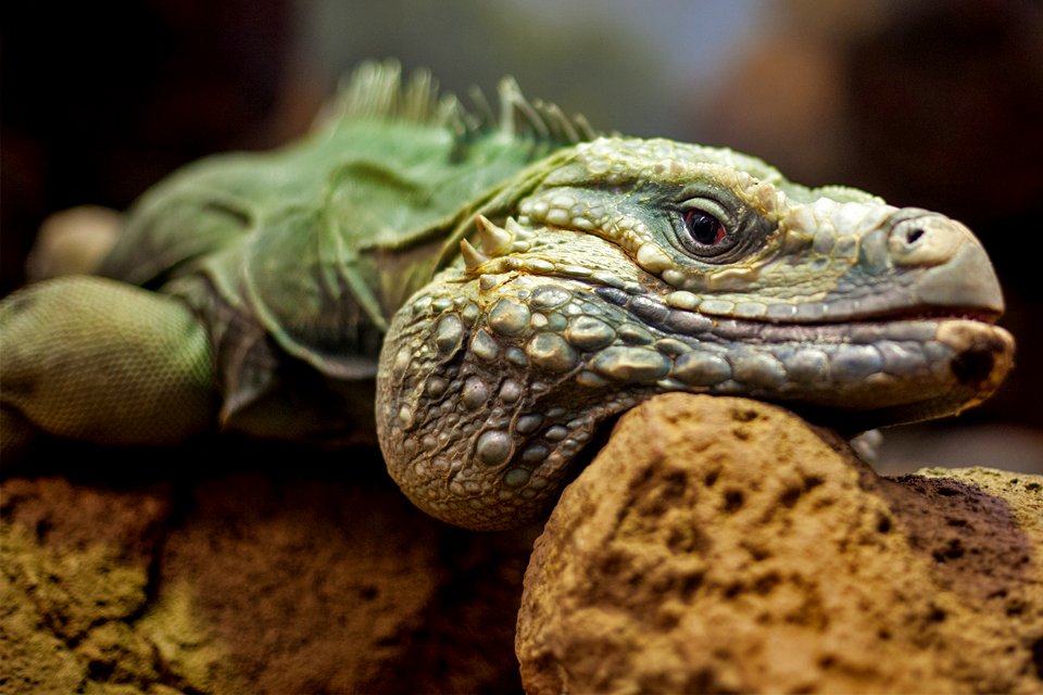 Reptile