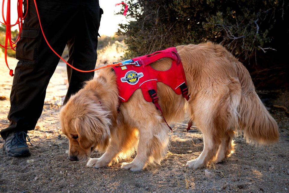 Search and Rescue Canine Team