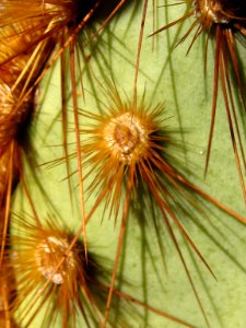 Opuntia chlorotica at South Astrodome photo