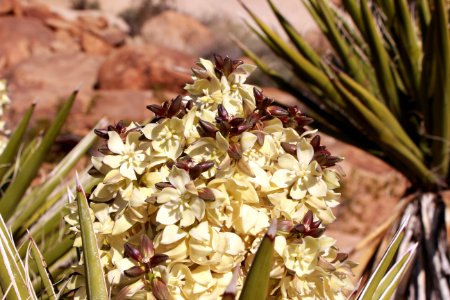 Mojave yucca (Yucca schidigera) photo