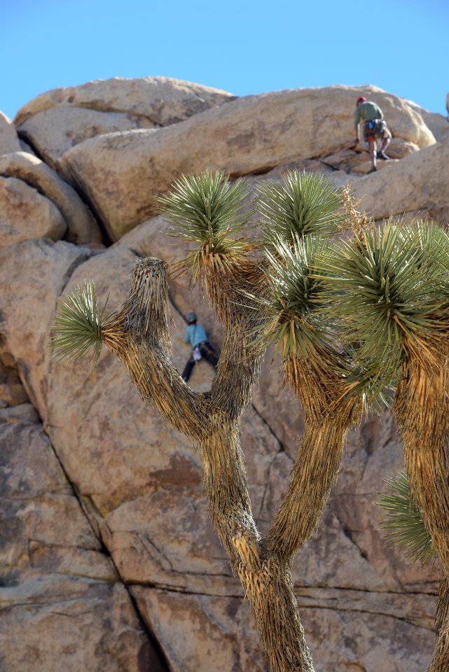 Climber and Joshua Tree