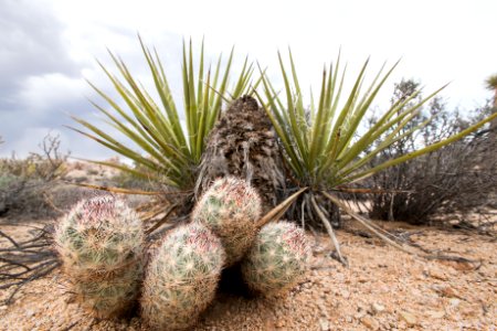 Cushion foxtail cactus (Coryphantha alversonii) photo