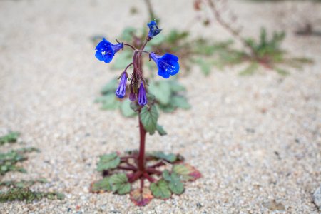 Desert Canterbury bells (Phacelia campanularia)