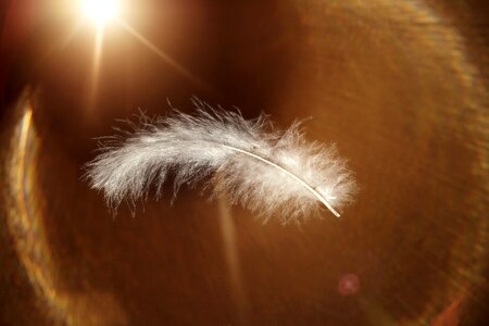Airy bird feather animal springs