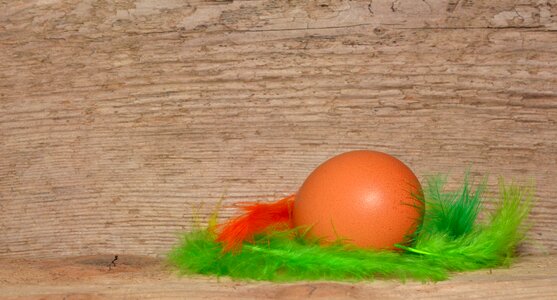 Colorful feathers feather easter