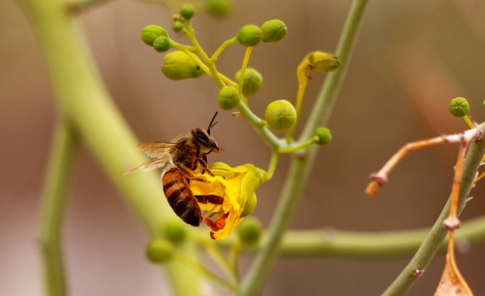 Honeybee