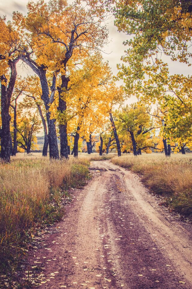 Fall leaves fall background season