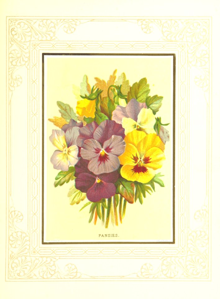 Floral Poetry and the language of flowers. With coloured illustrations. [The editor's preface is signed J. H. S.]