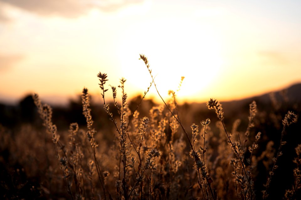 Phacelia in Queen Valley at sunset photo