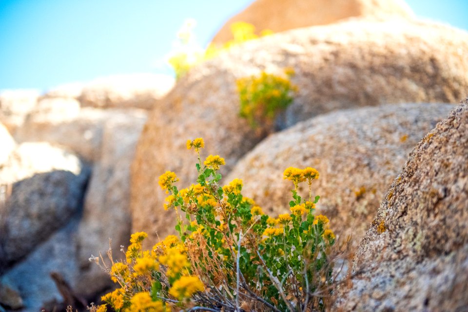 Cliff goldenbush (ericameria cuneata var. spathulata) near Willow Hole