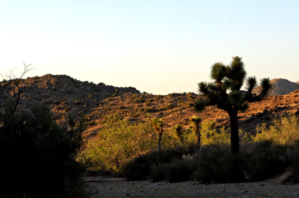 Landscape wash with Joshua trees