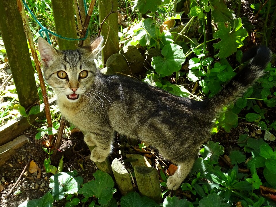 Garden domestic cat face