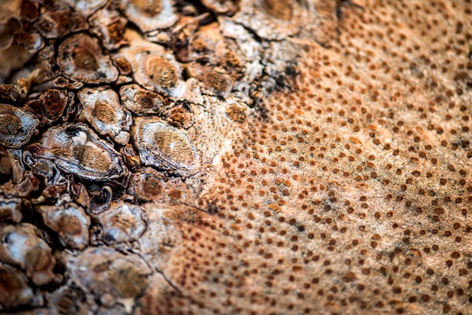 Cut section of desert fan palm (Washingtonia filifera) close up